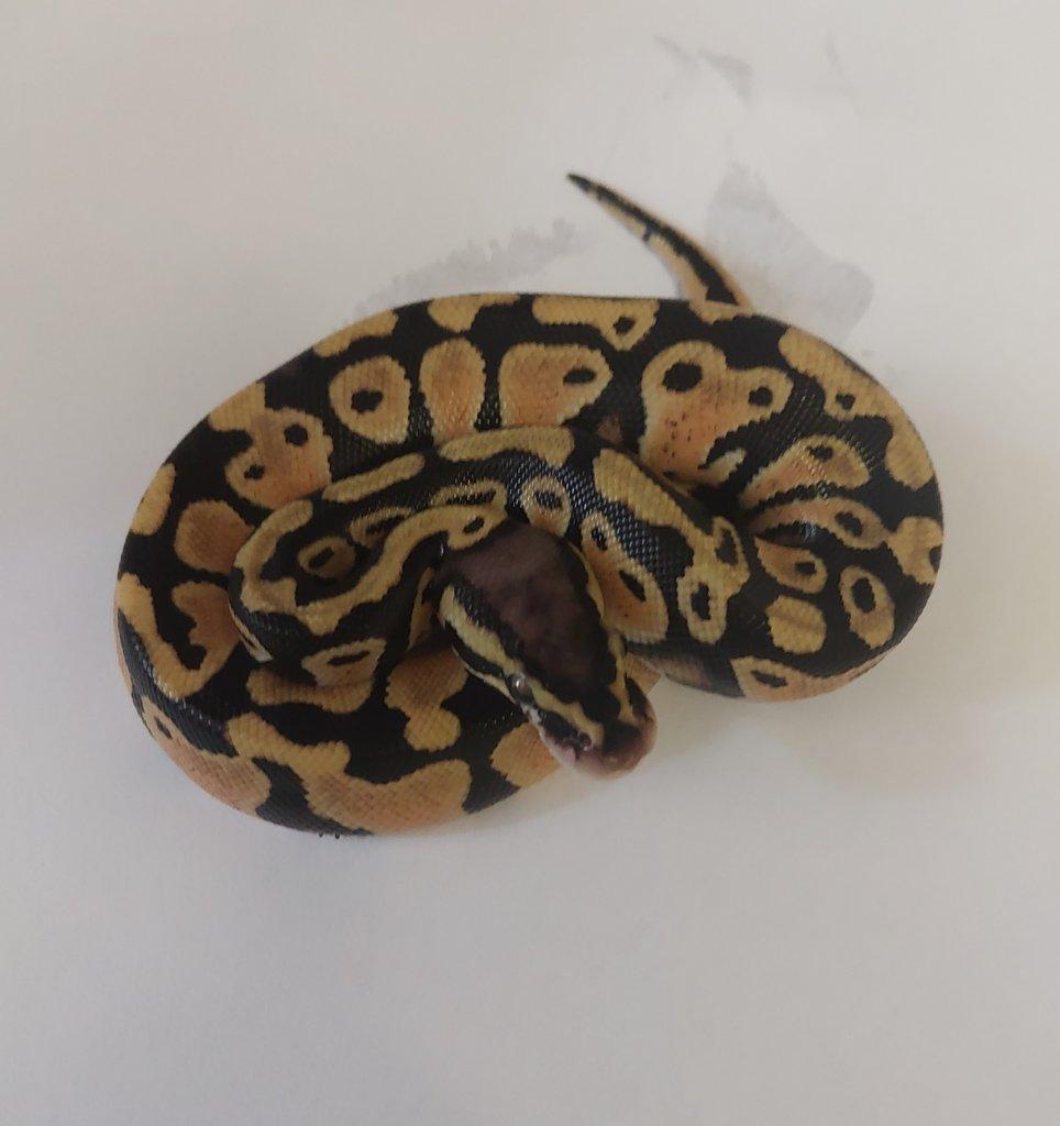 Python regius, boa constrictor doprava možná/ŽE praha/přivez zvíře