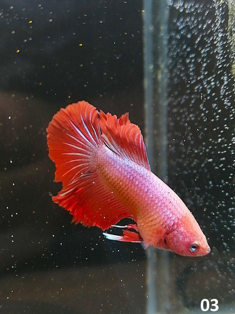 Betta Splendens - Samci