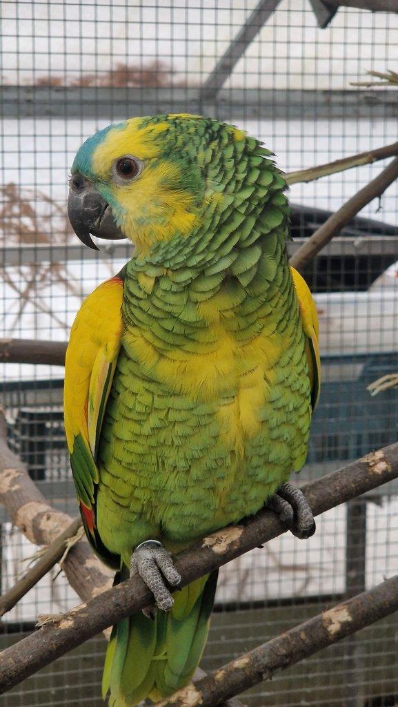 Amazona aestiva xanthopteryx