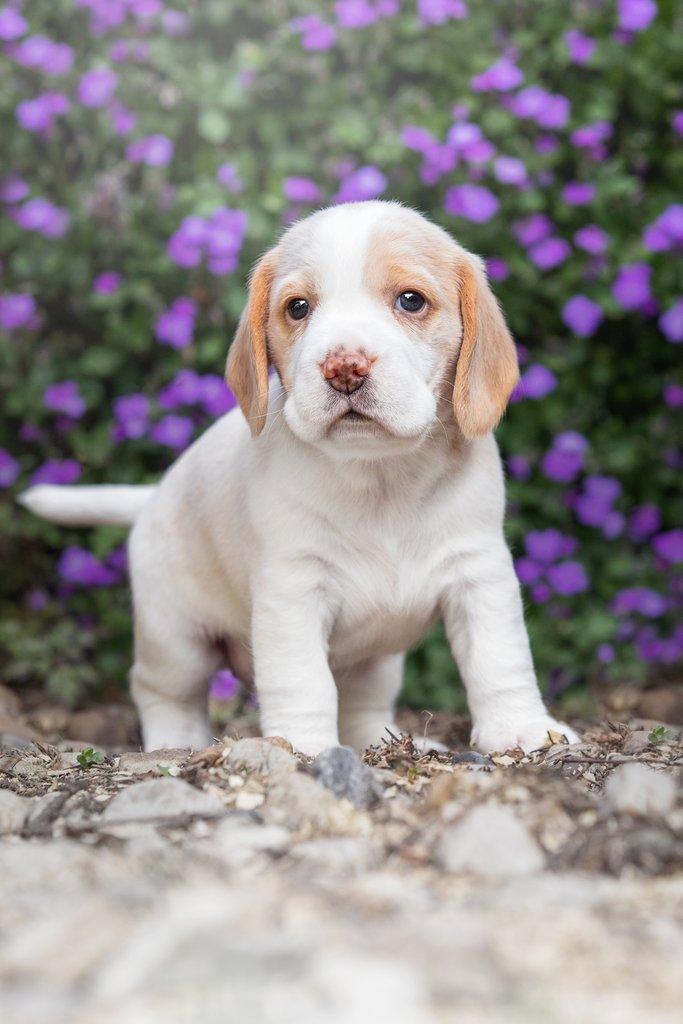 Beagle s PP