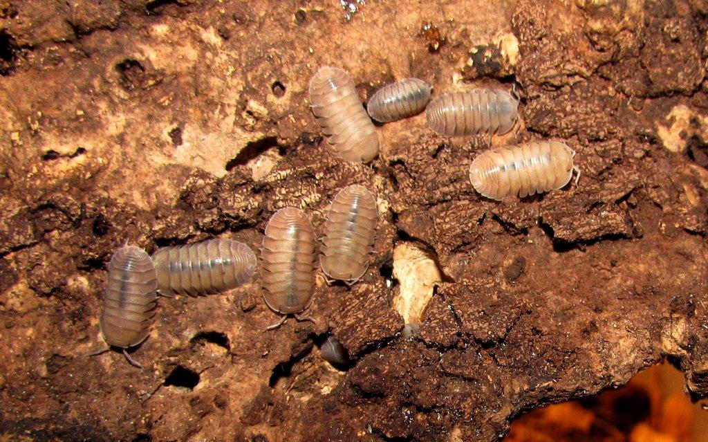 Isopody - Živá exotika 10.5.,stůl J05