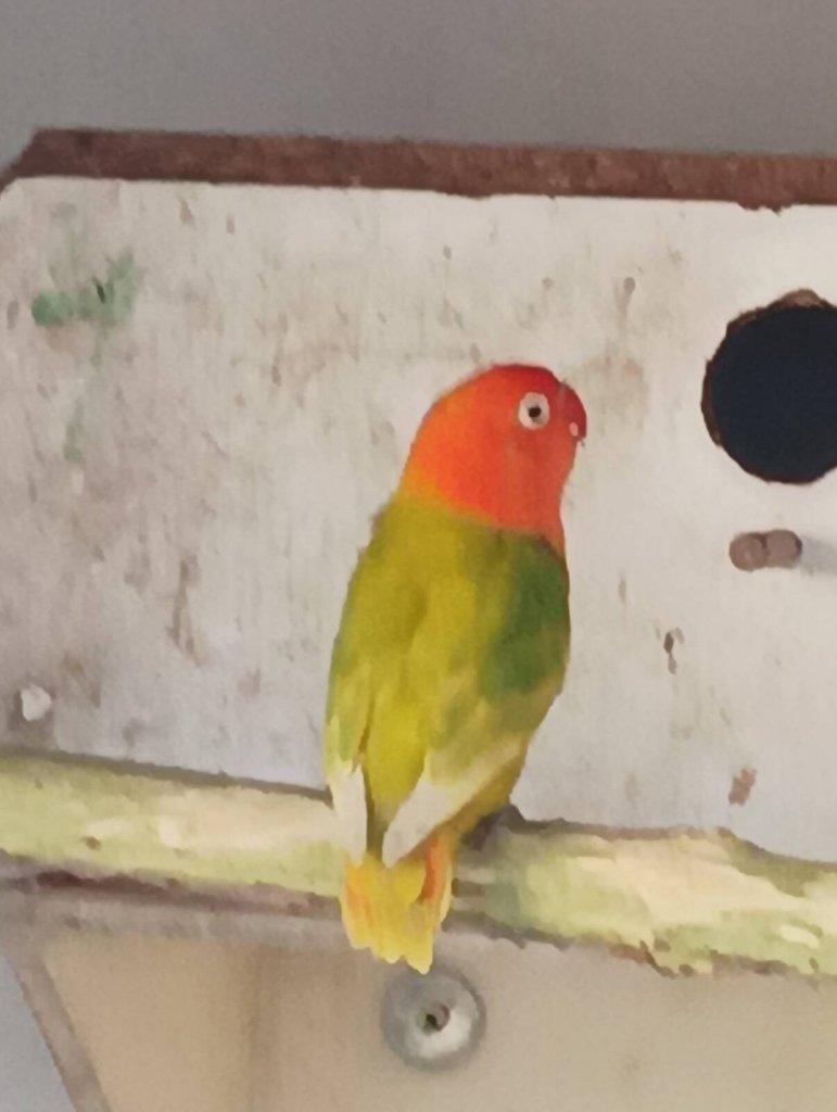 Agapornis fischeri opalin