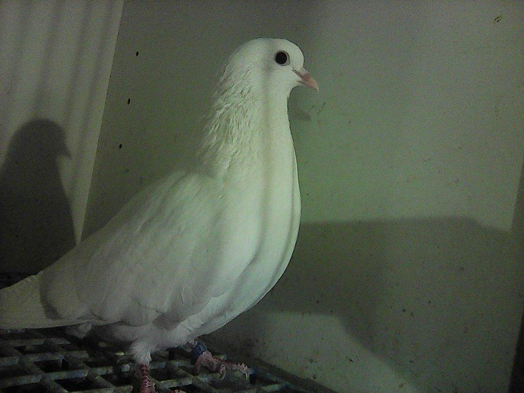 Arabské bubláky bílé