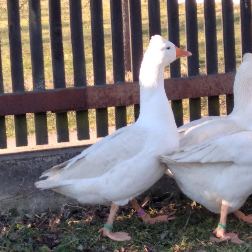 Prodám housera a husu