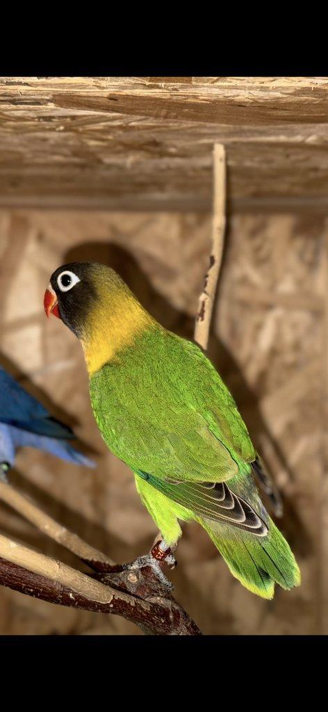 Prodám Agapornis Fischerův