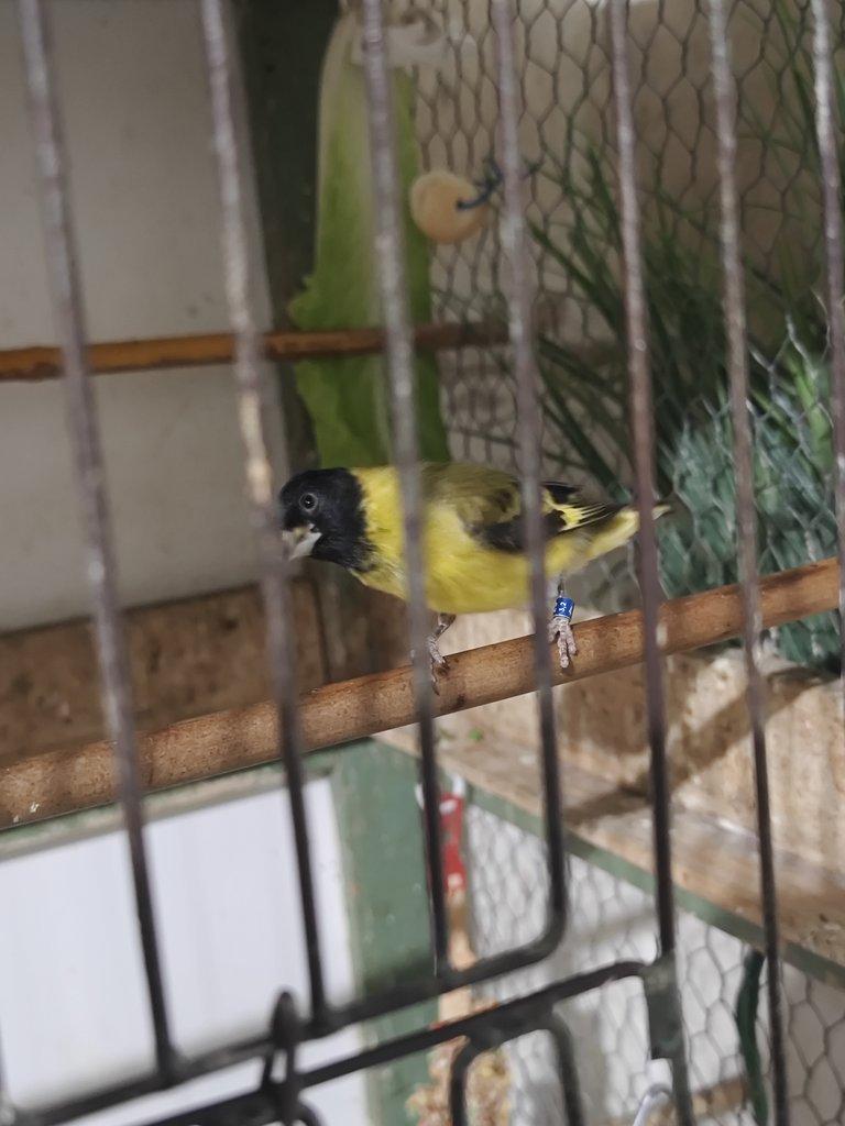 Čížek magelánský