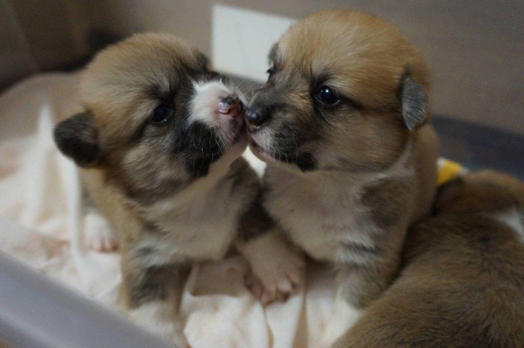 Welsh Corgi Pembroke