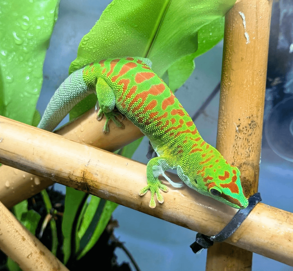 Phelsuma grandis – adult samec (High Red)