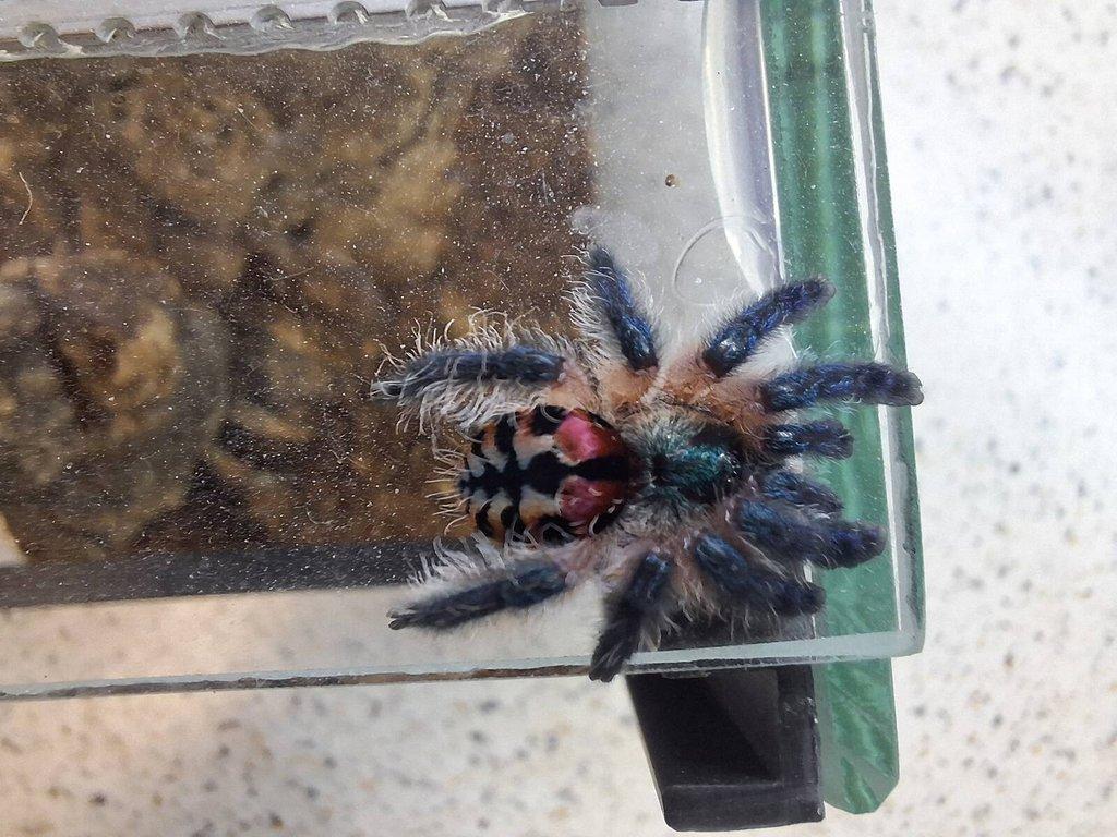 Avicularia