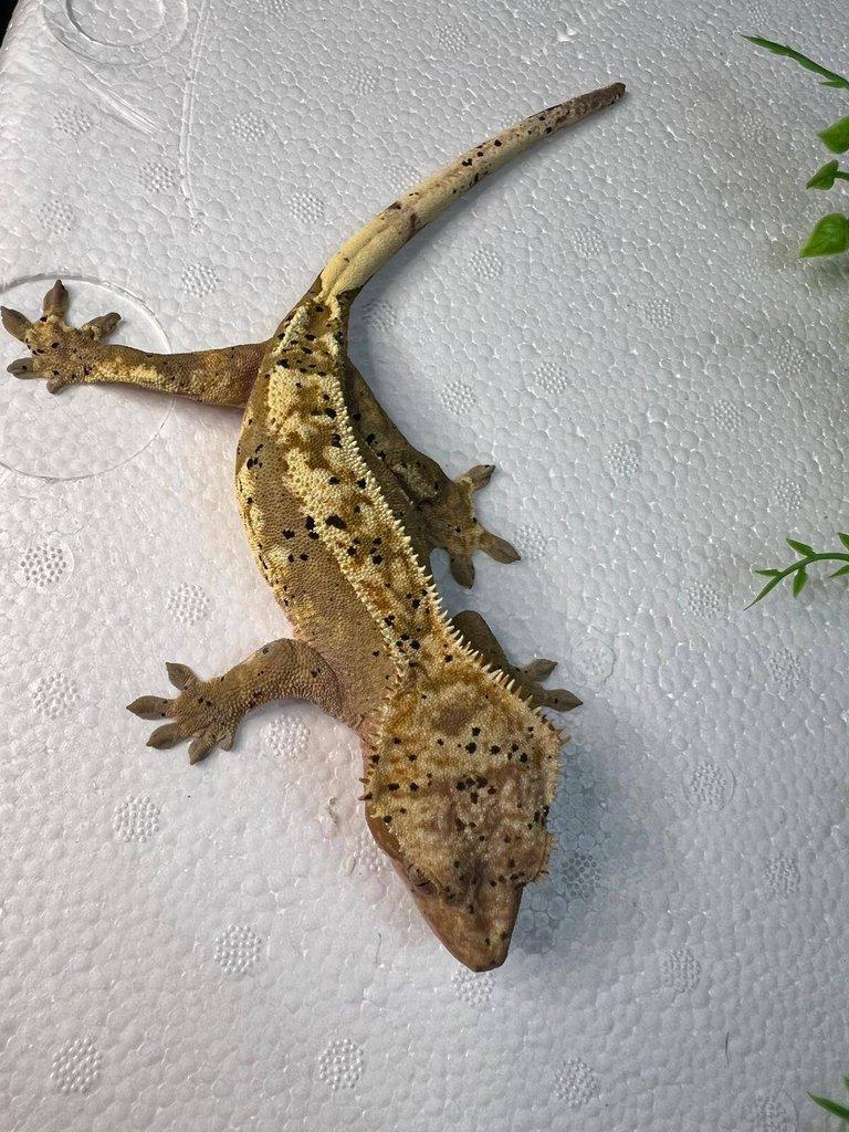 Pagekon řasnatý- Correlophus ciliatus