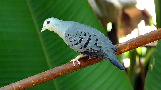 Holubok Šedomodry -Claravis pretiosa , Holubok kapsky -Oena capensis