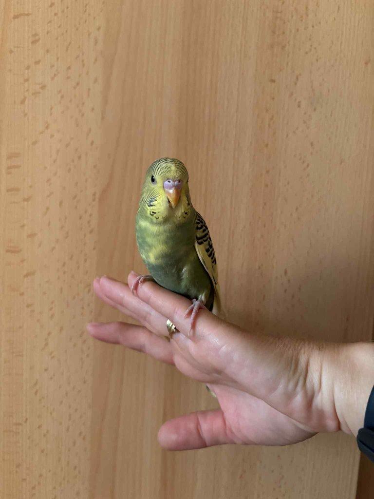 Prodám mladé andulky po vylétnutí z budky