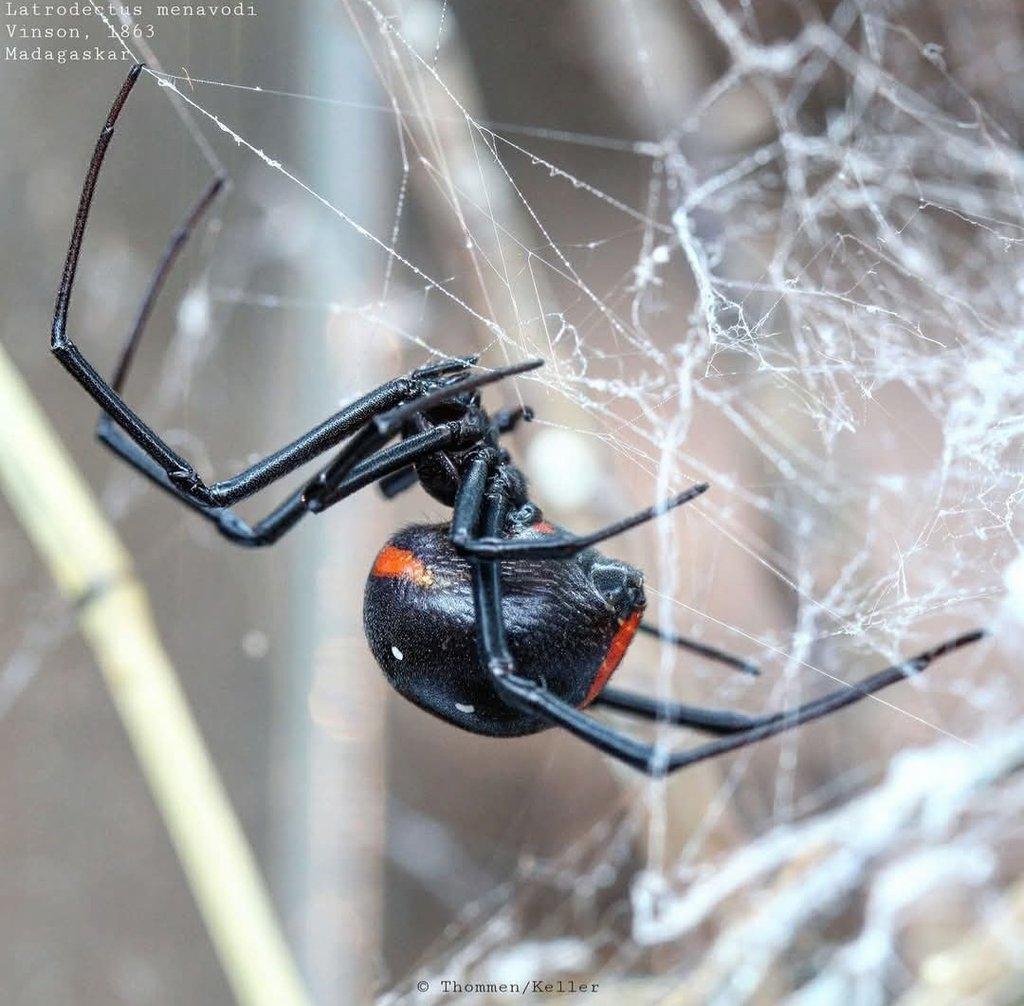 Latrodectus menavodi- Černé vdovy