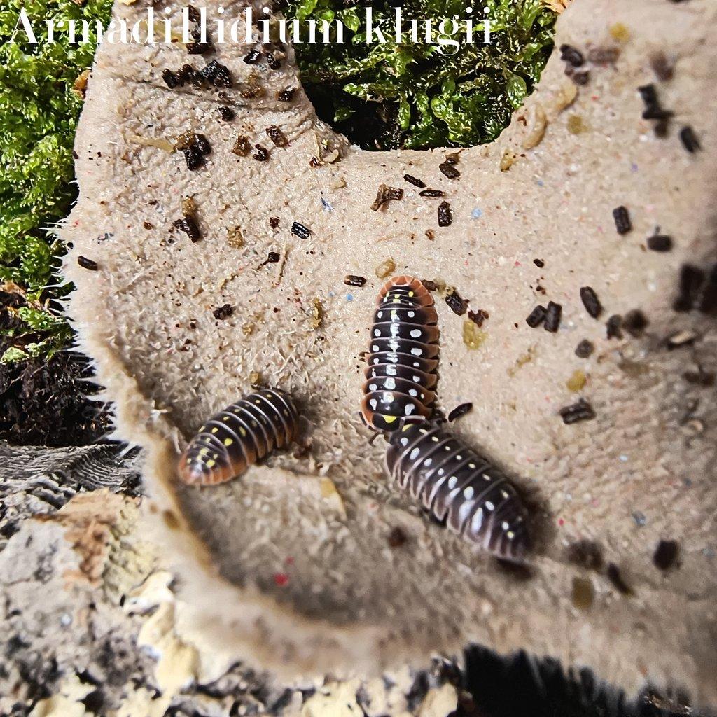 ISOPODY bulk / balíčky - Fauna trhy Ostrava 15.2.