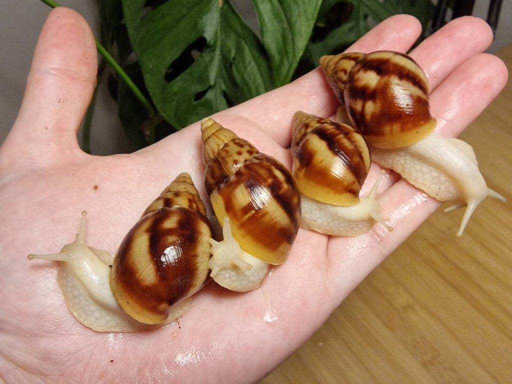 Lissachatina Fulica Albino Body