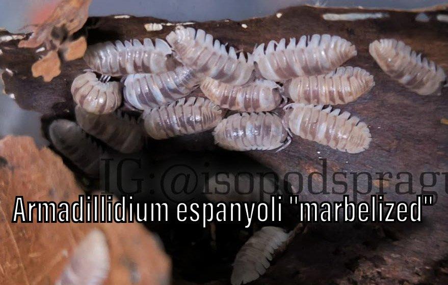 Isopody, mnohonožky, chvostoskoci ŽE 6.9., posílám