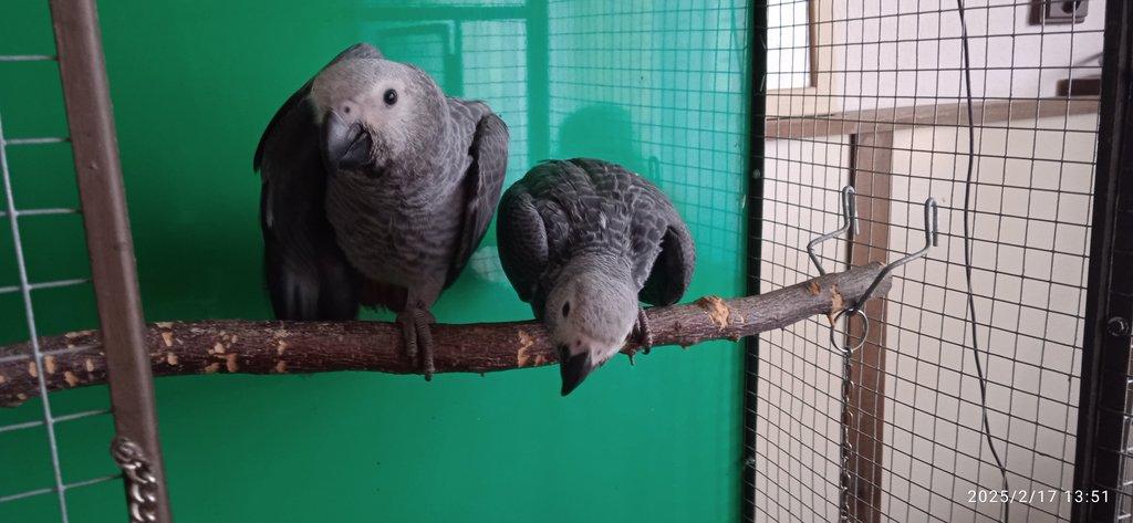 Žako kongo 1.1 rezervace