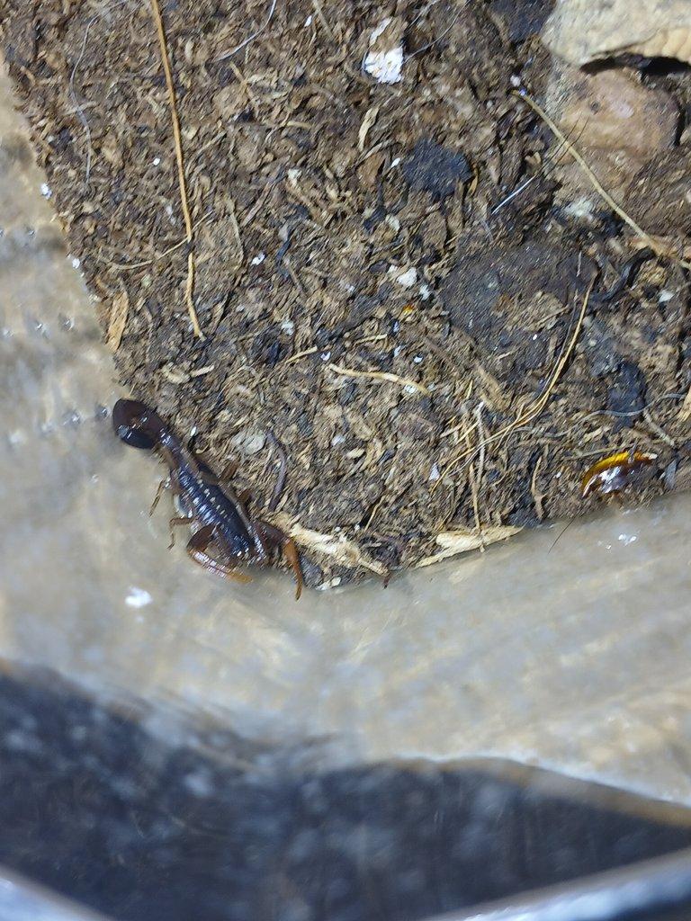 Nabídka štírů  Ž. E. 11. 4.