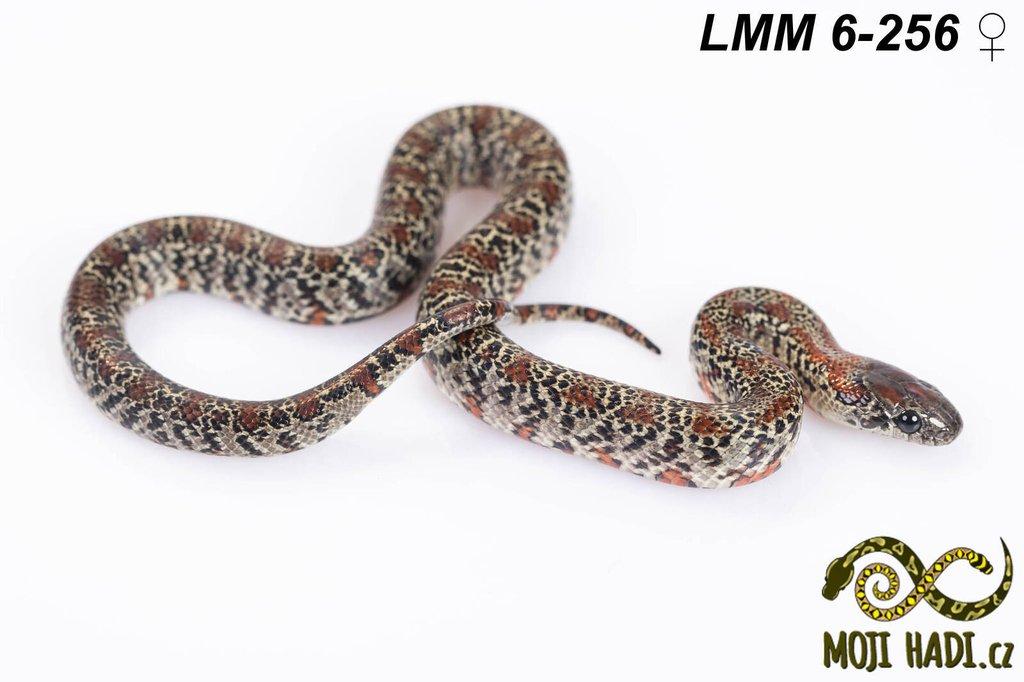 Lampropeltis mexicana mexicana - Korálovka mexická 2024