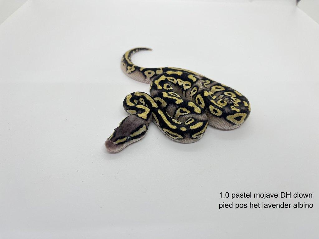 Krajta královská (Python regius)