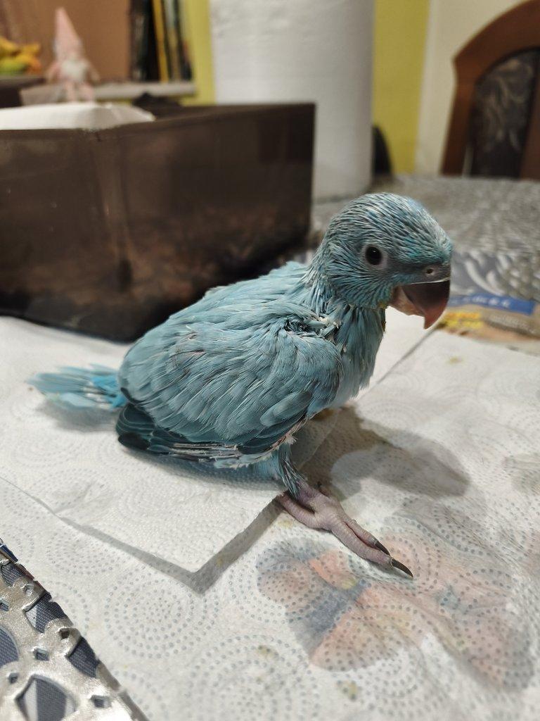 Alexandr malý - modrý opalín