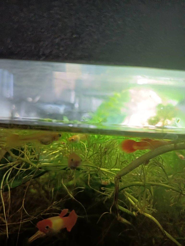 Krásná paví očka Brno čerstvý odchov