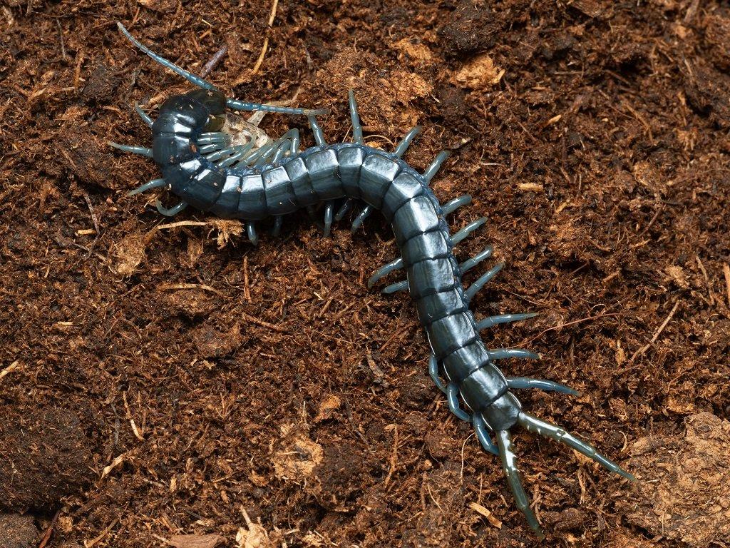 4 druhy Scolopender