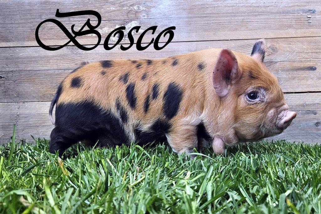 100% čistokrevné selata kune kune do chovu