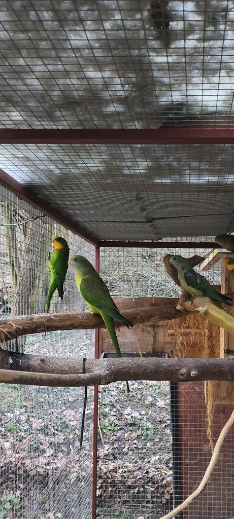 Papoušek Nádherný