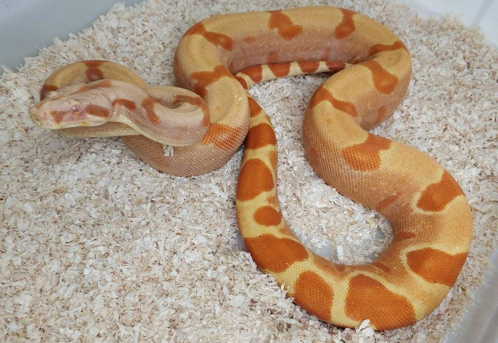 Boa imperator - Purple Sharp Sunglow Aztec, Sharp Sunglow