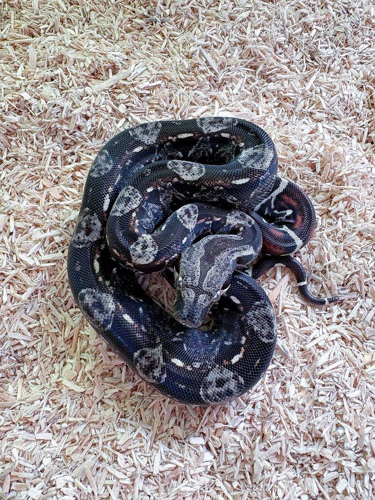 Hroznys kralovsky Boa samice IMG