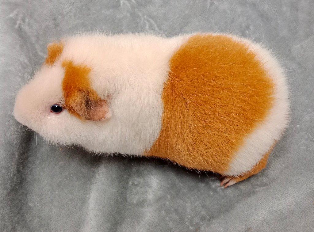 Morče US Teddy na prodej