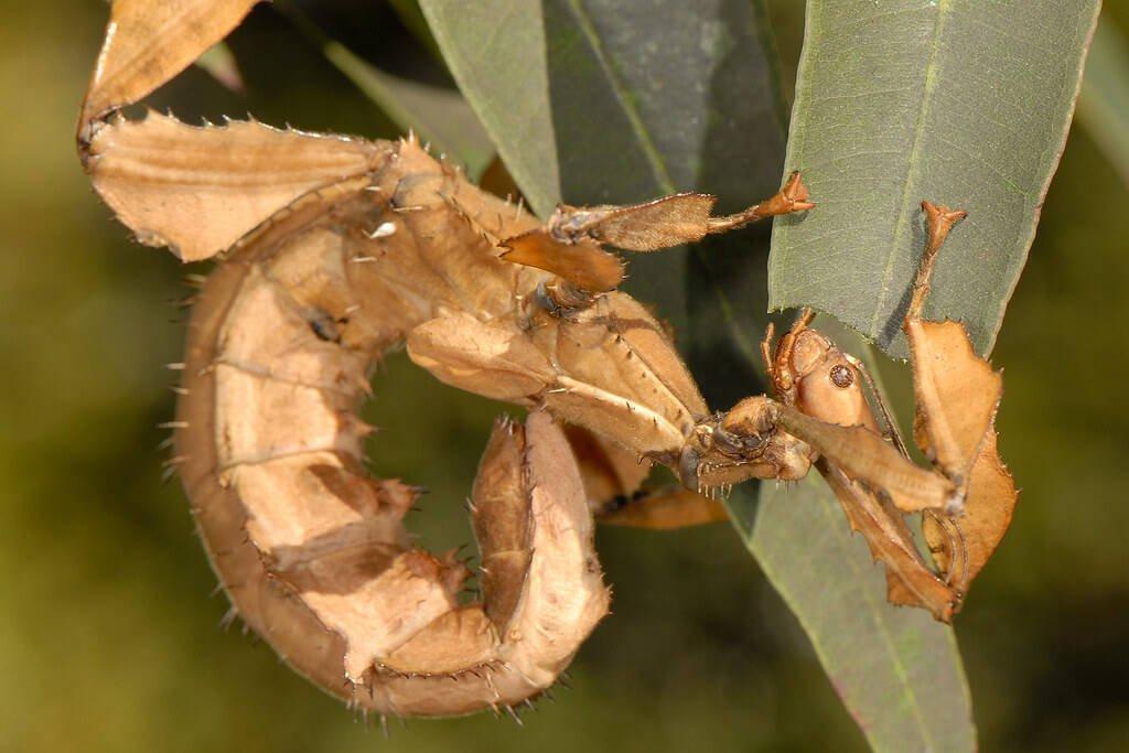 Strašilka australská