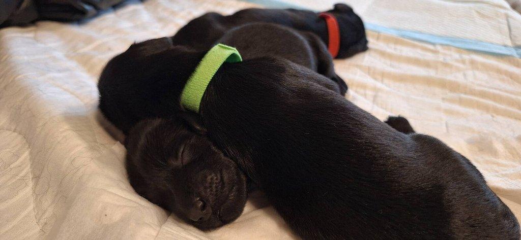 Flat Coated Retriever - štěňátka s PP + možnost výcvikových a socializačních lekcí zdarma