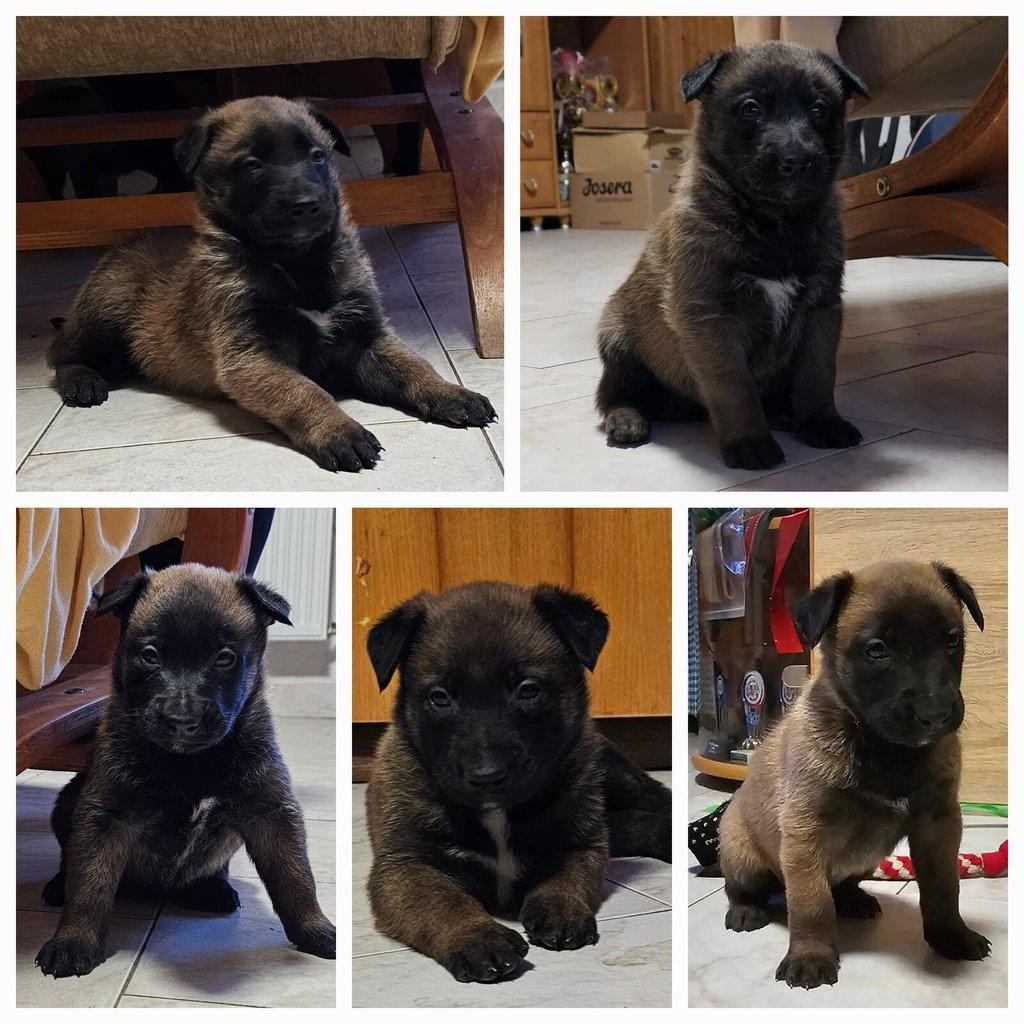 Belgický ovčák - Malinois - štěňata s pp - na záznam