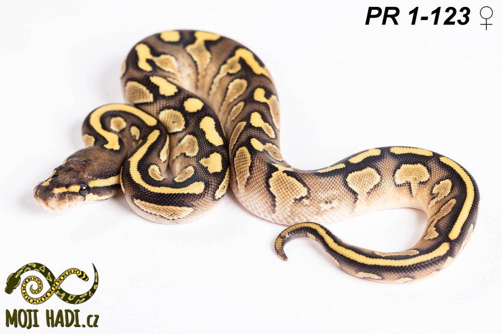 Krajta královská - Python regius