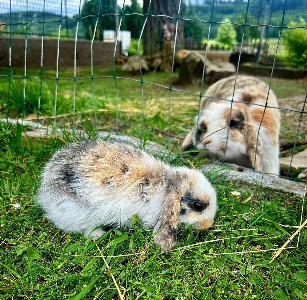 Zakrslý králik - prodej