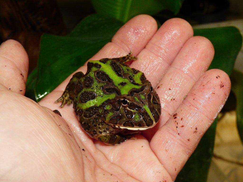 Rohatka Cranwellova (Ceratopris cranwelli)