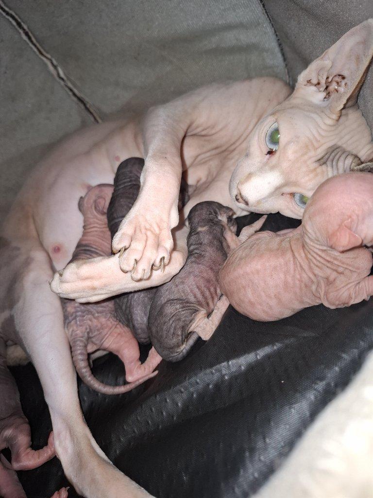 Sphynx