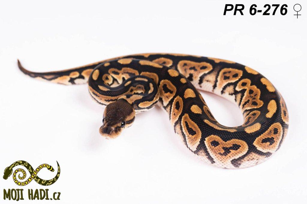 Krajta královská - Python regius