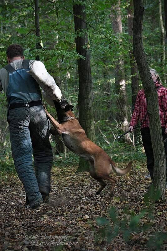 Belgický ovčák - Malinois - štěňata s pp - na záznam