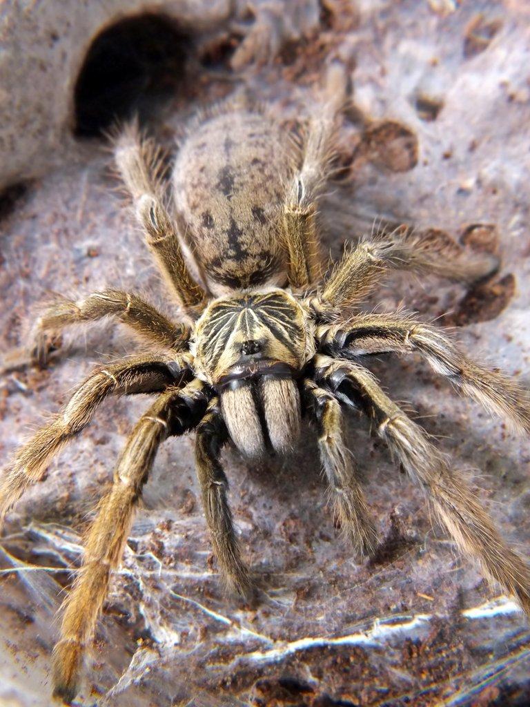 SpidersForge for Ostrava 31.08 prorders -15%