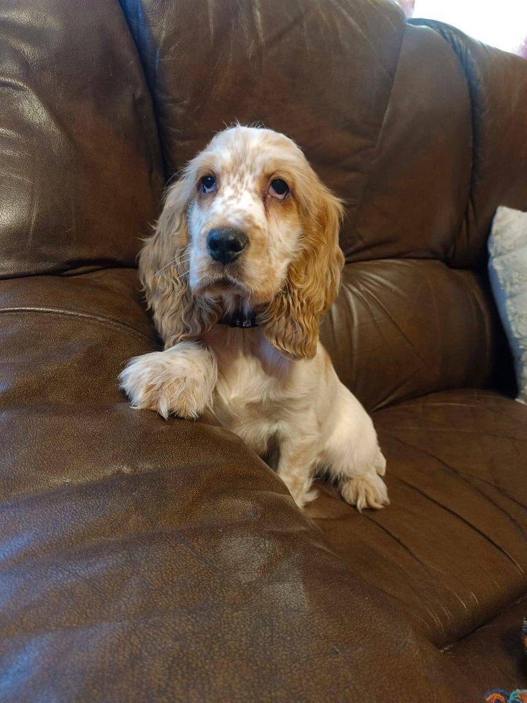 Anglický kokršpaněl barevný pejsek