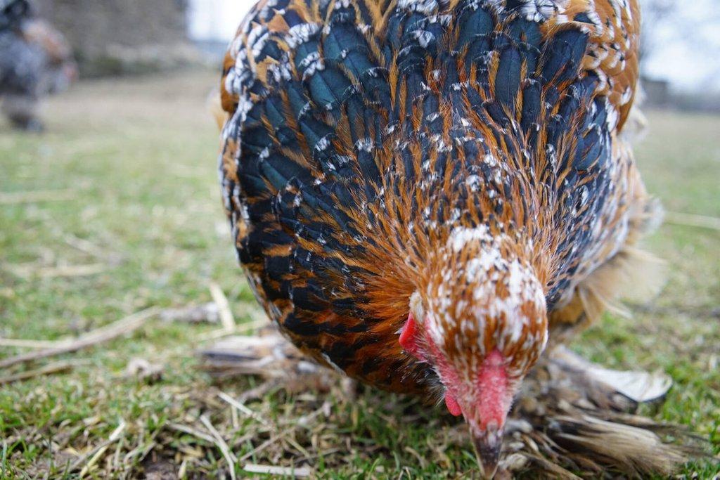 Brahmánky porcelánové🥚 (násadová vejce)