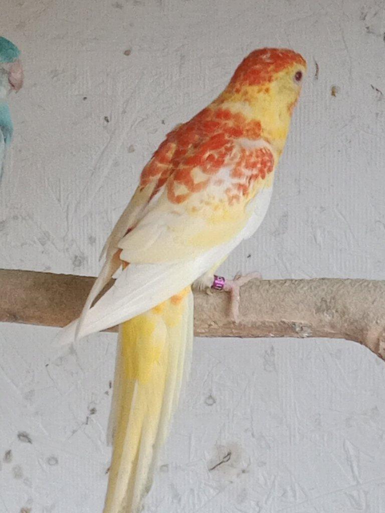 Prodám  papoušek zpěvavý