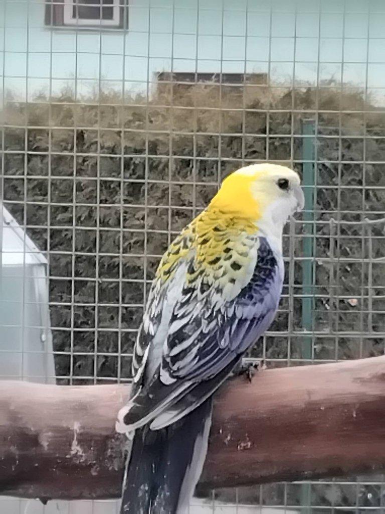 Rosela žlutohlavá po strakách