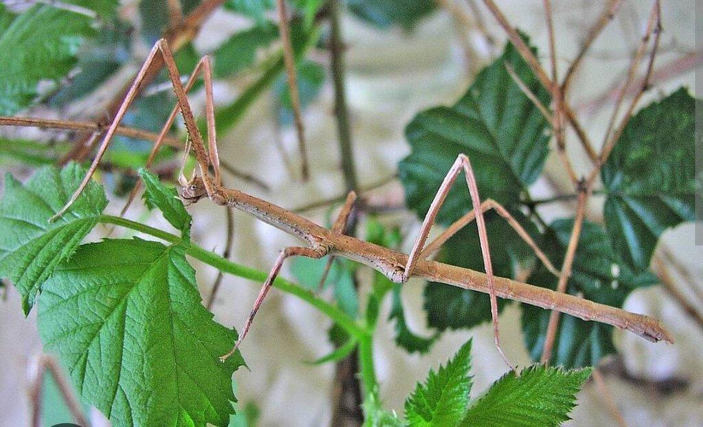 Strašilky, Pakobylky různé