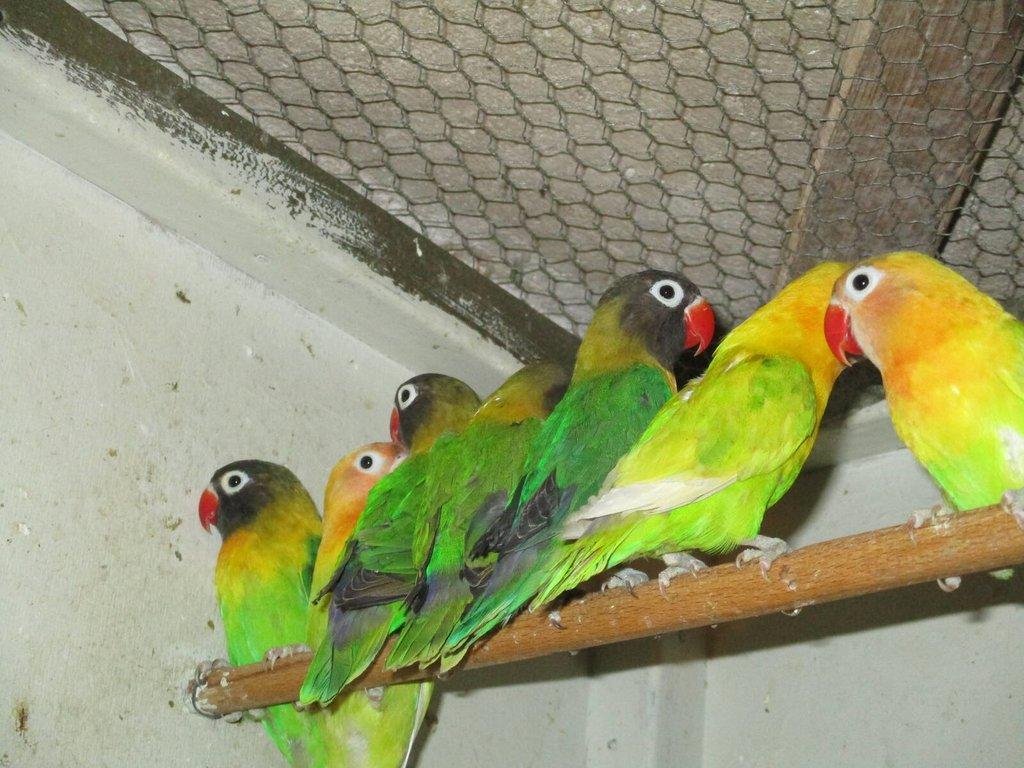 Agapornis