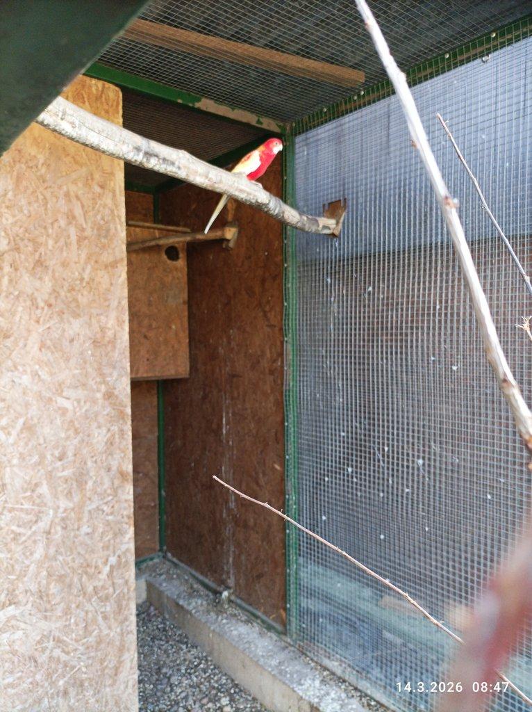 Rozela pestrá -rubino