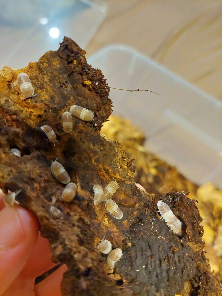 Isopody, stínky, svinky